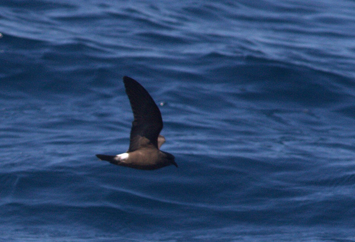 Townsend's Storm-Petrel - ML132919051