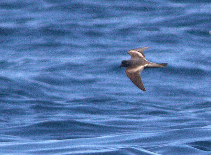 Ashy Storm-Petrel - ML132919101