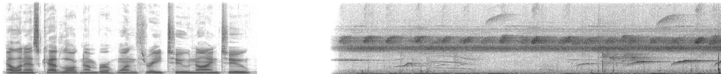 Waved Woodpecker (Scale-breasted) - ML13292