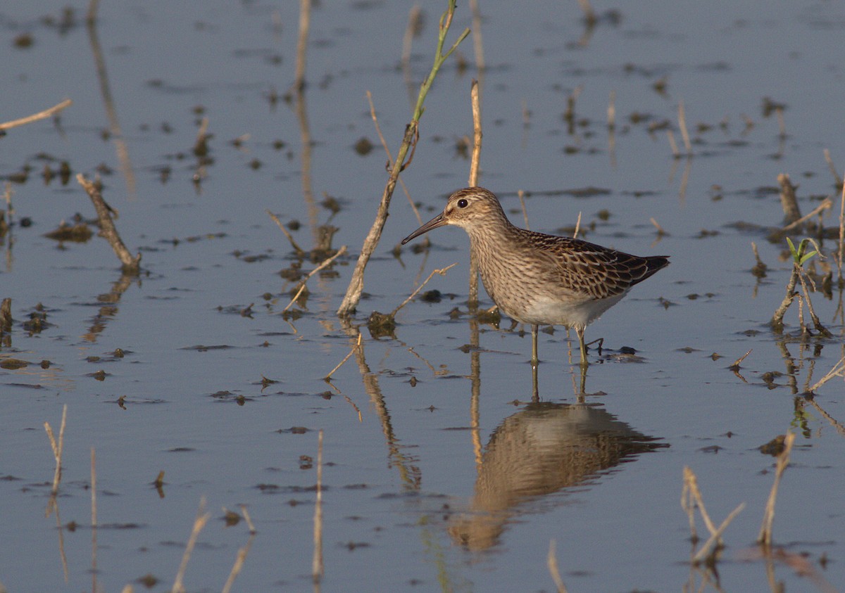 Pectoral Sandpiper - Curtis Marantz