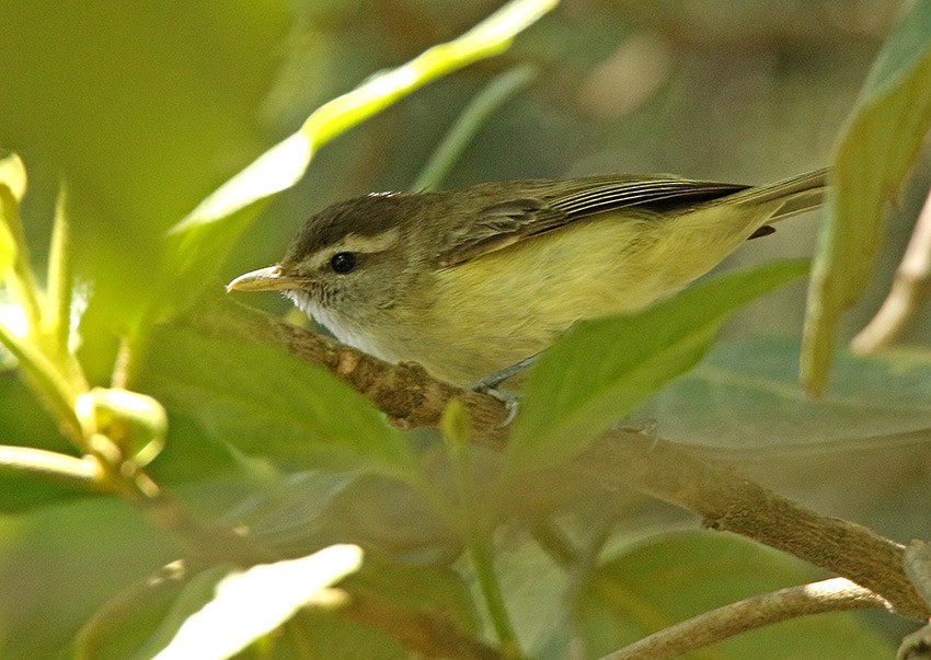 Vireo Coronipardo - ML132920981