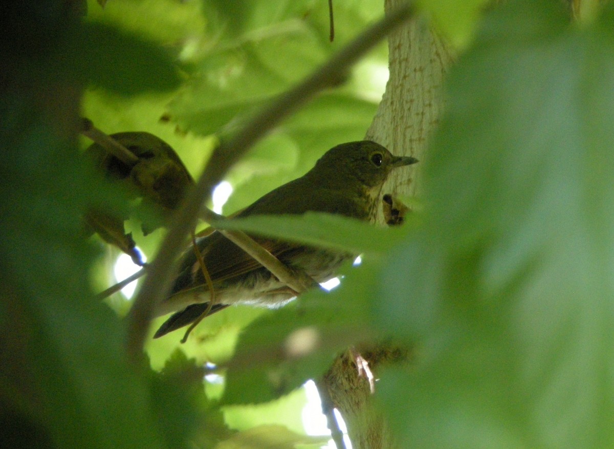 Swainson's Thrush (Olive-backed) - ML132921921