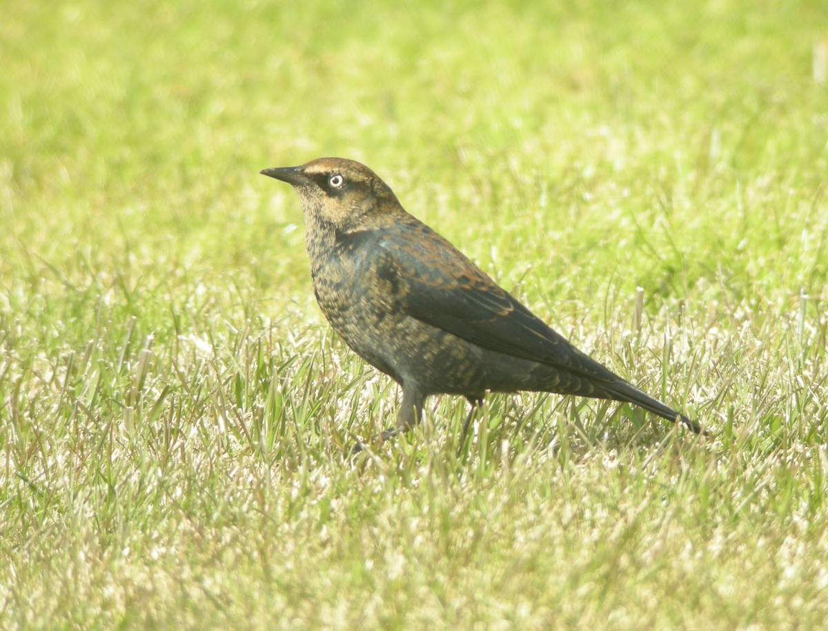 Rusty Blackbird - ML132922421