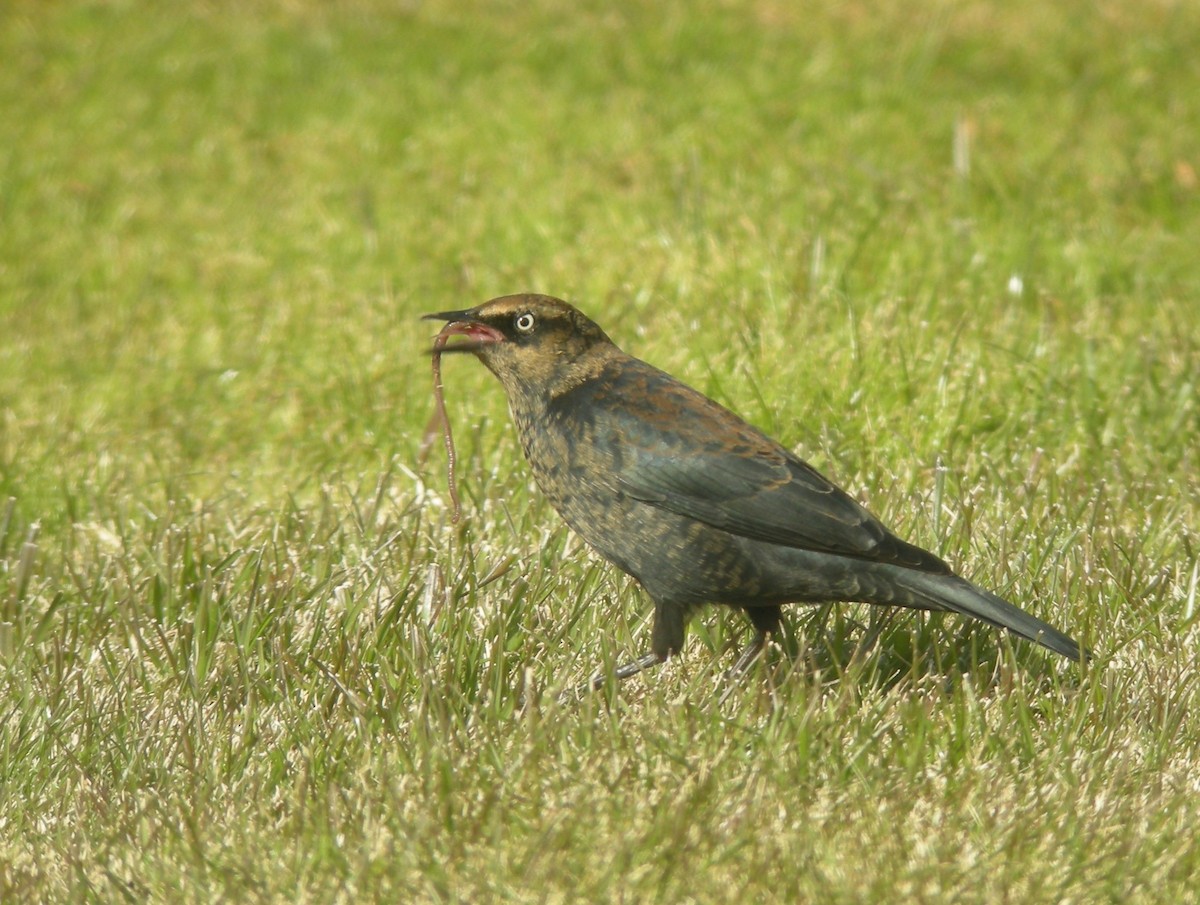 Rusty Blackbird - ML132922461