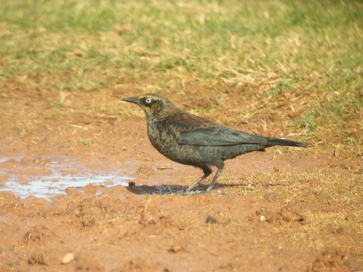 Rusty Blackbird - Curtis Marantz