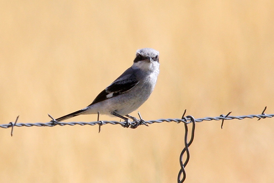 Loggerhead Shrike - ML132924551