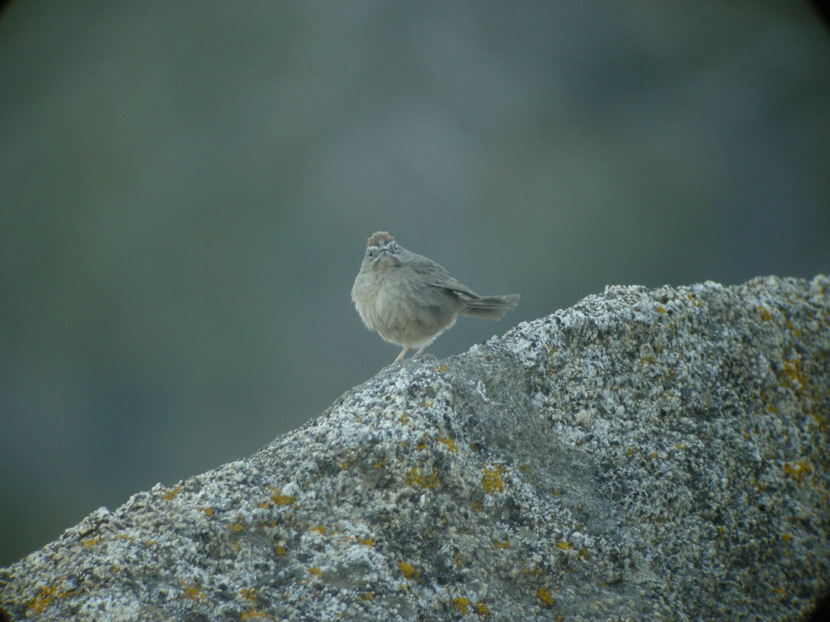 rustkronespurv - ML132925211