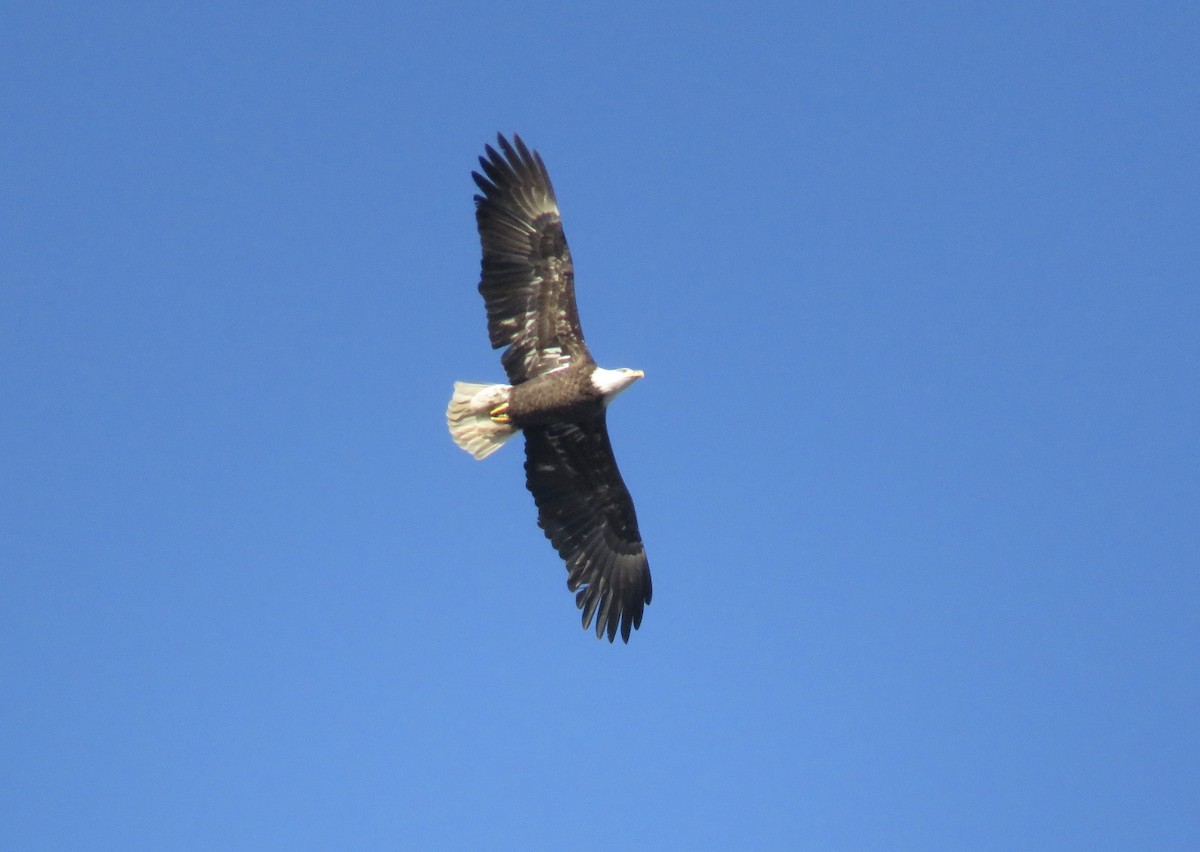 Bald Eagle - ML132925841