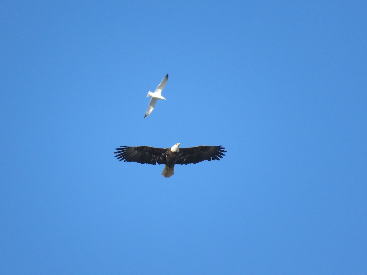 Bald Eagle - ML132925881