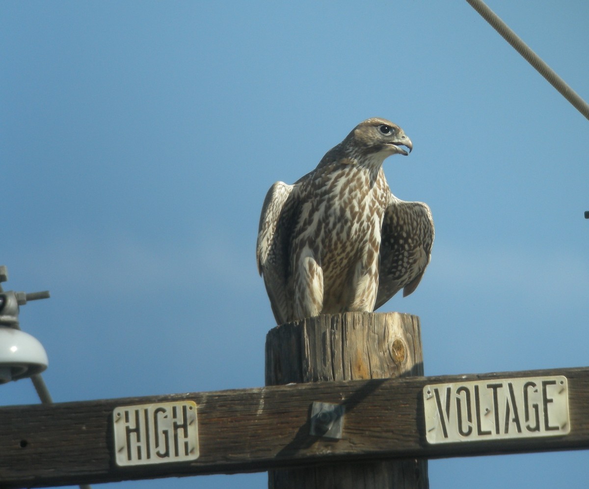 Gyrfalcon - ML132926031