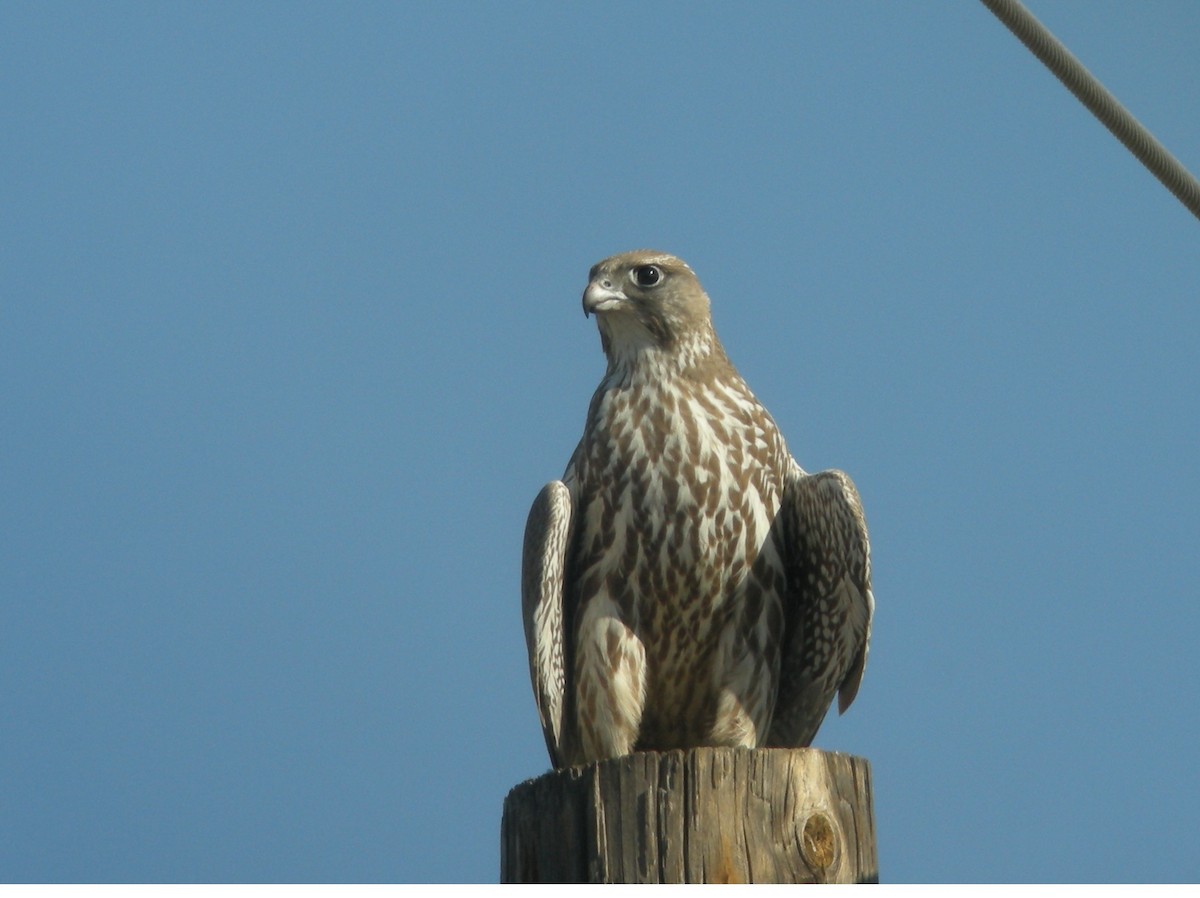 Gyrfalcon - ML132926041
