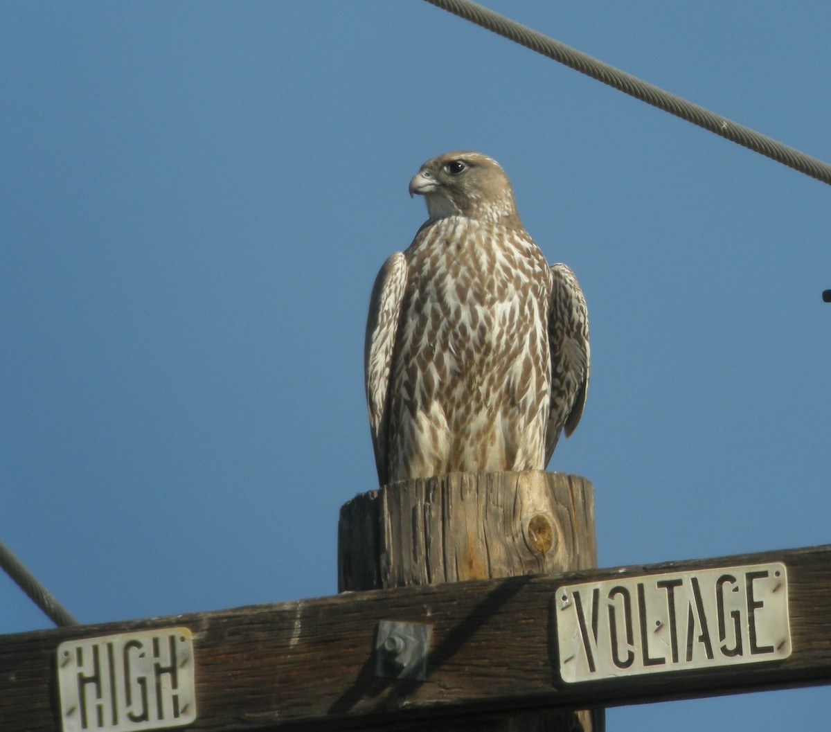 Gyrfalcon - ML132926051