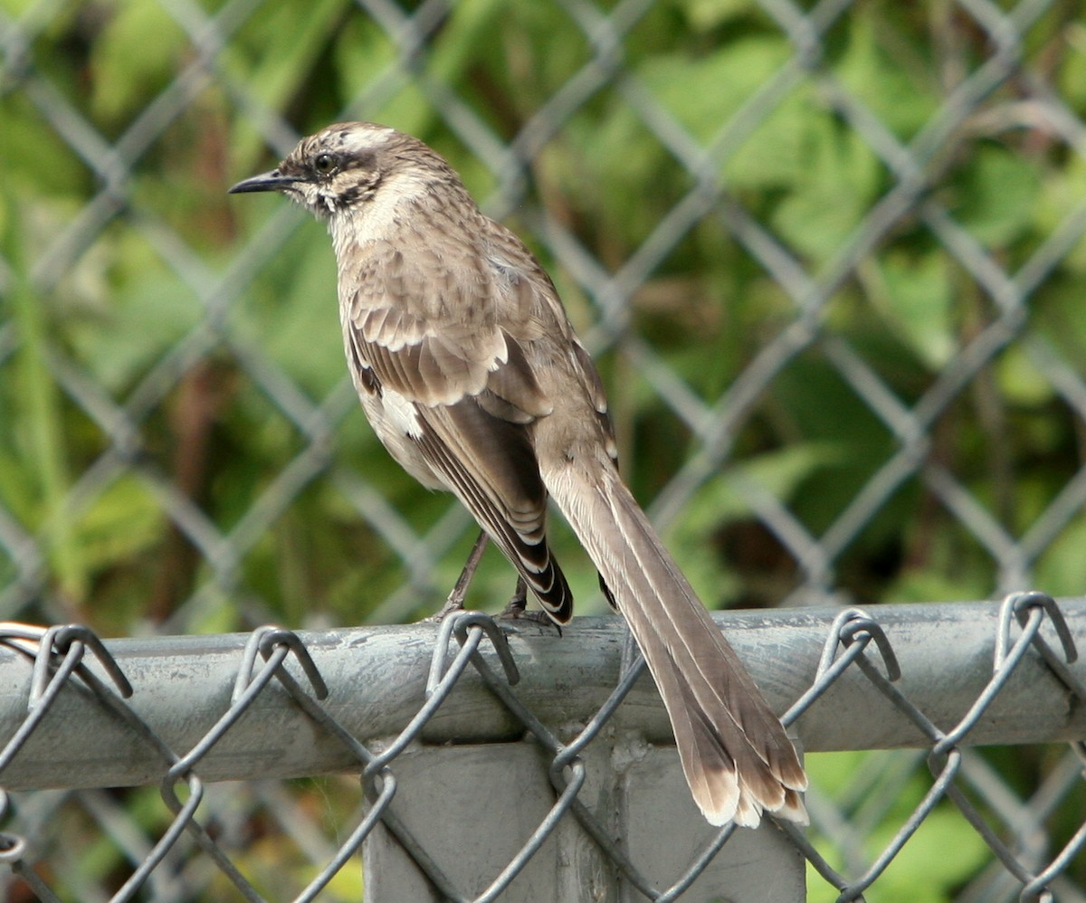 Long-tailed Mockingbird - Jen Kunitsugu