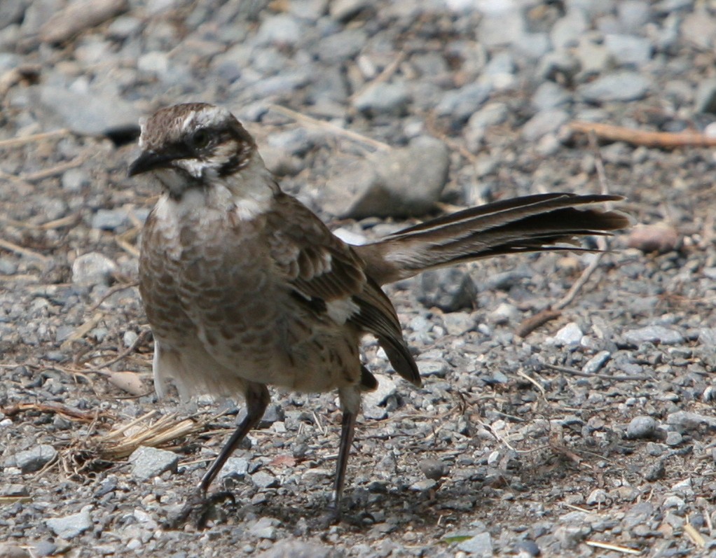 Long-tailed Mockingbird - ML132927701