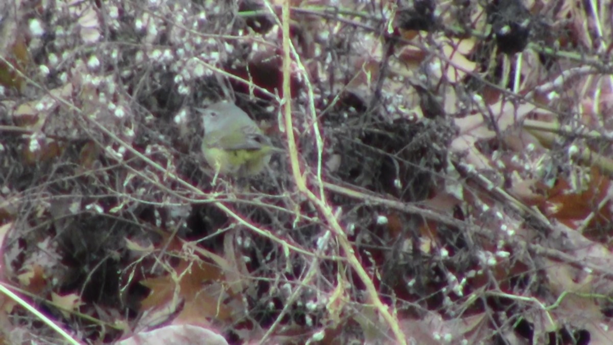 Orange-crowned Warbler (celata) - ML132929381