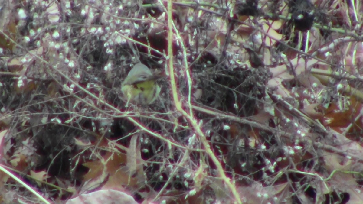 Orange-crowned Warbler (celata) - ML132929411