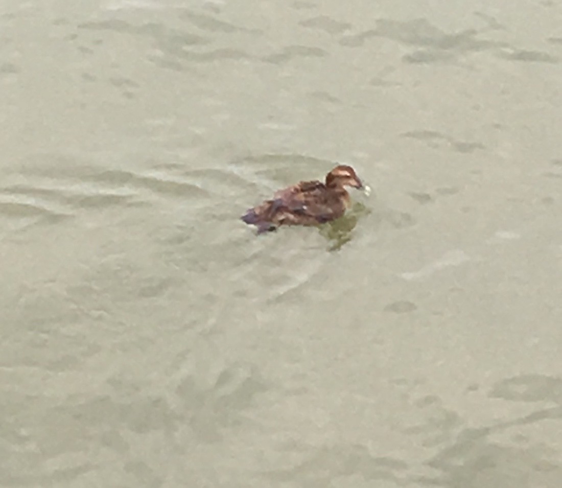 Common Eider - ML132930091