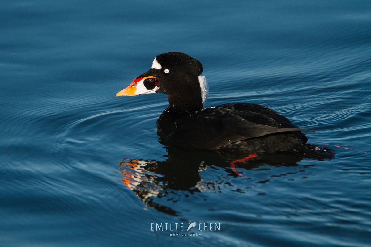 Surf Scoter - ML132932721