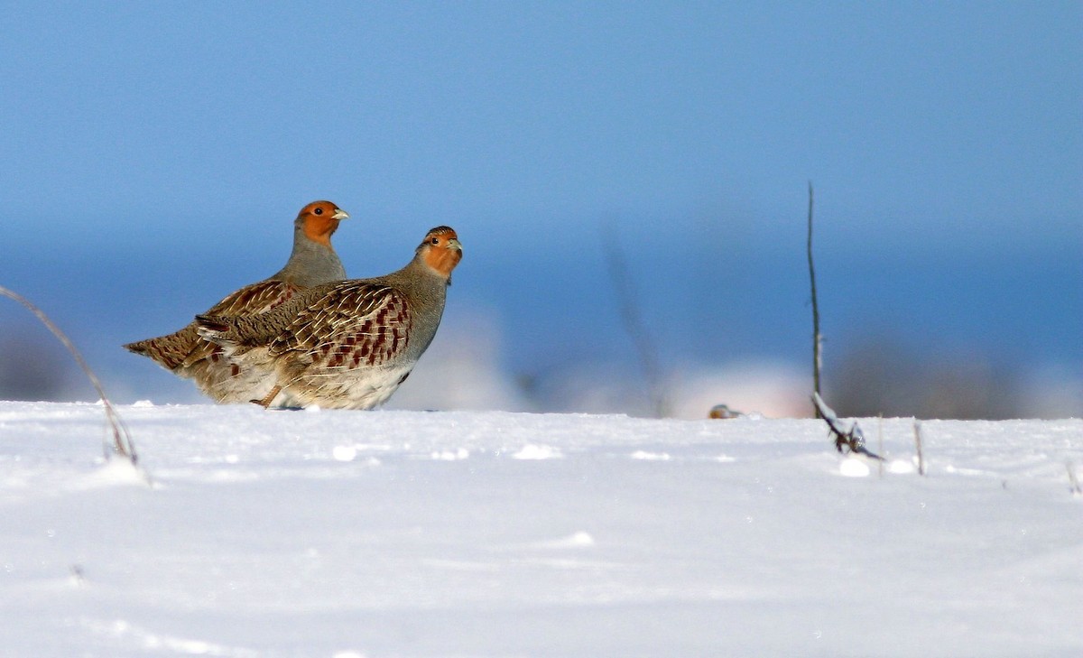 Gray Partridge - ML132933161