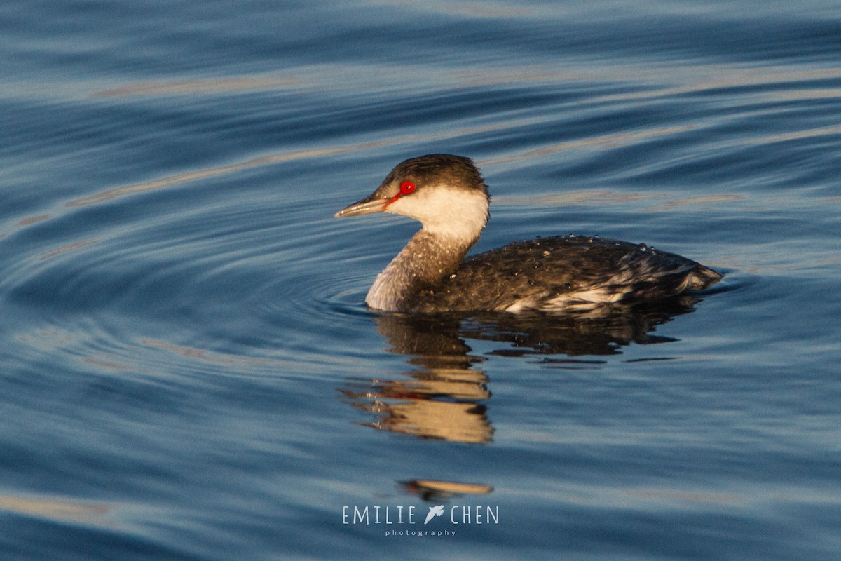 Horned Grebe - ML132933341