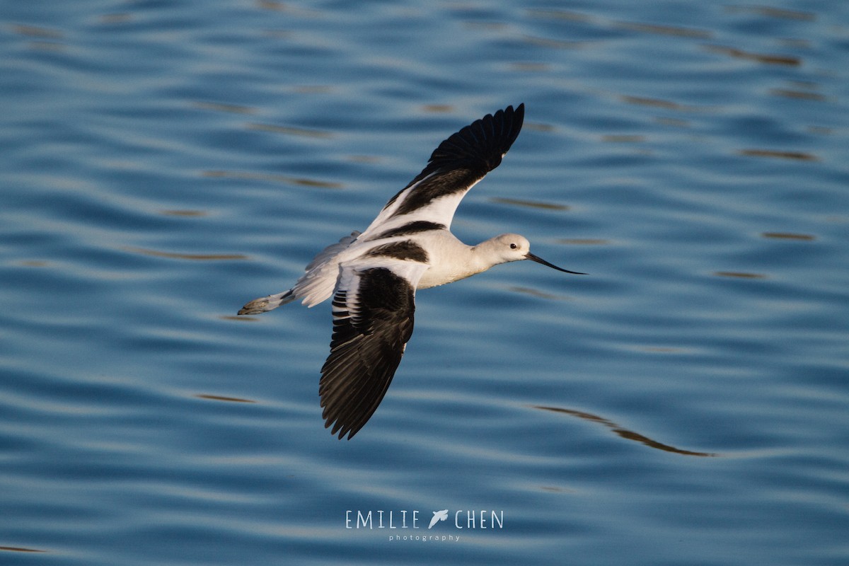 Avoceta Americana - ML132933601