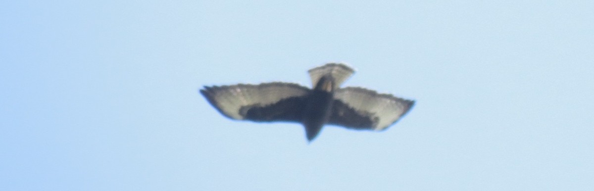 Short-tailed Hawk - Nic Zimmer
