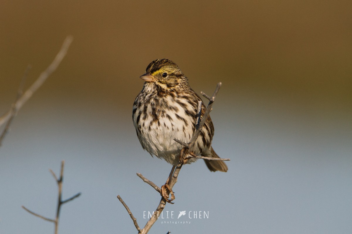 Savannah Sparrow - ML132936381