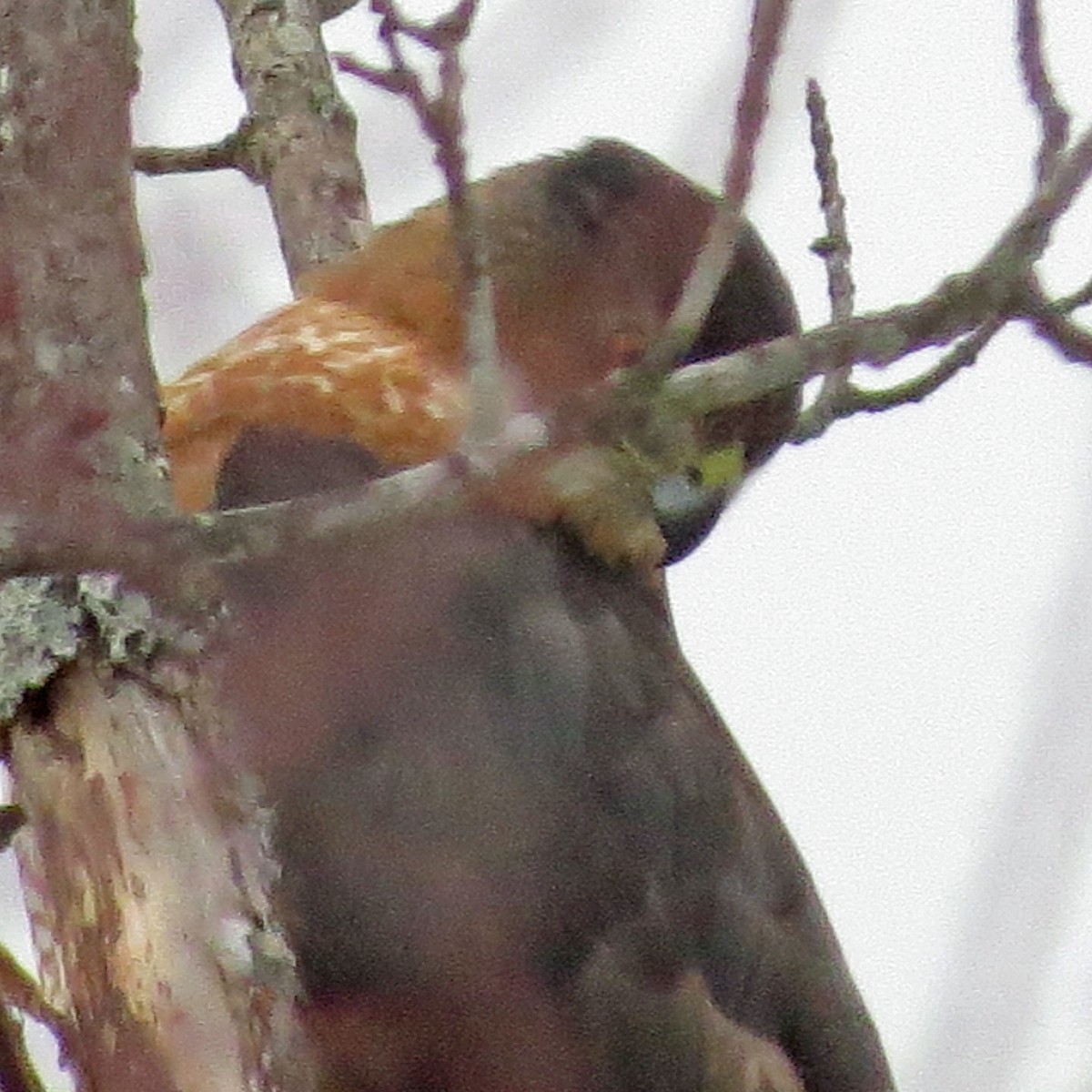 Cooper's Hawk - Charlotte Bill