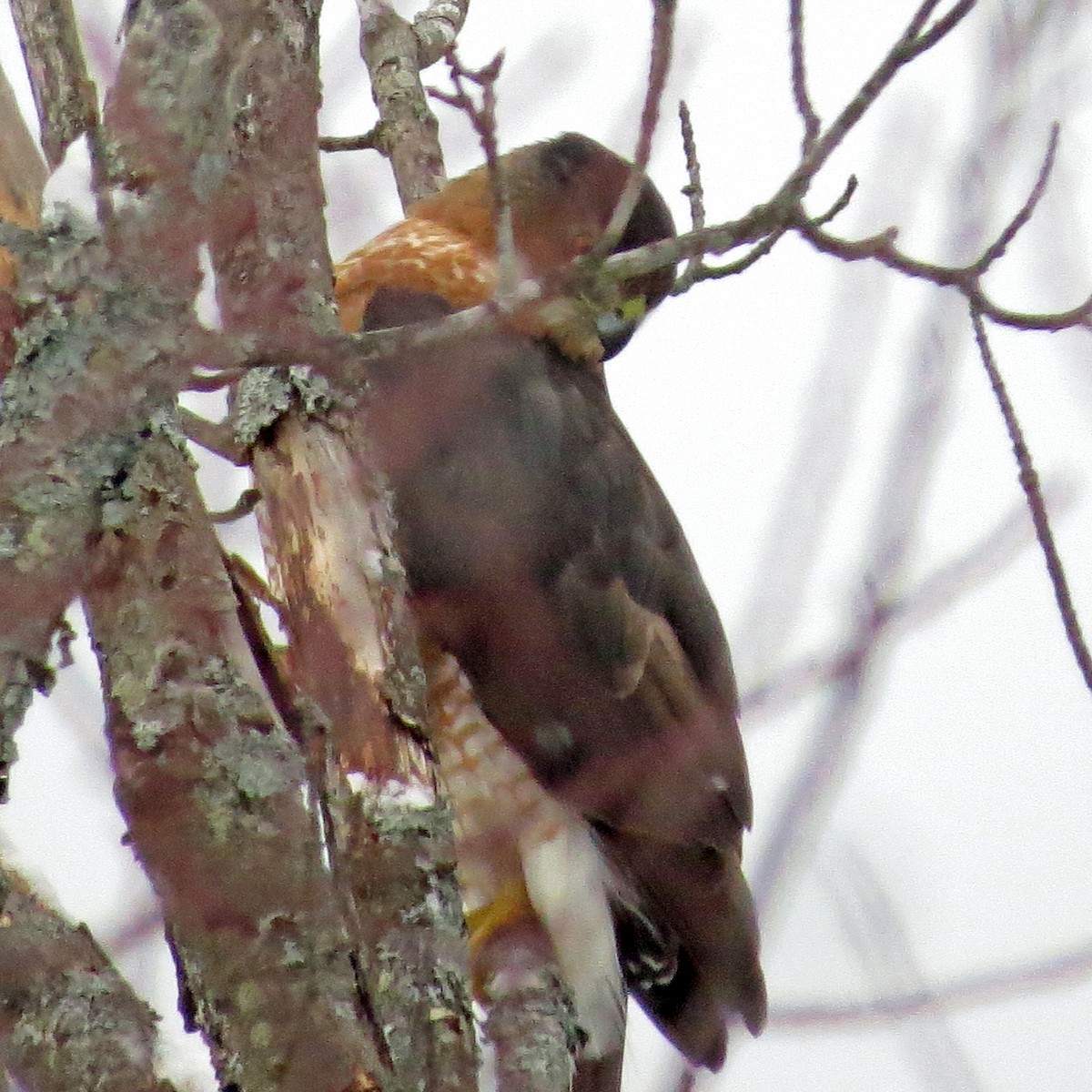 Cooper's Hawk - ML132937041