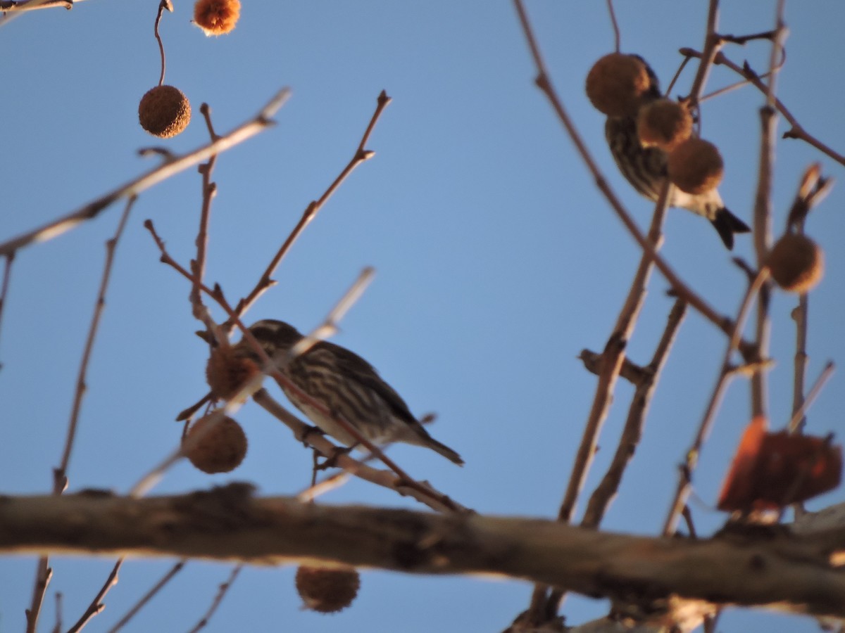 Purple Finch - ML132937181