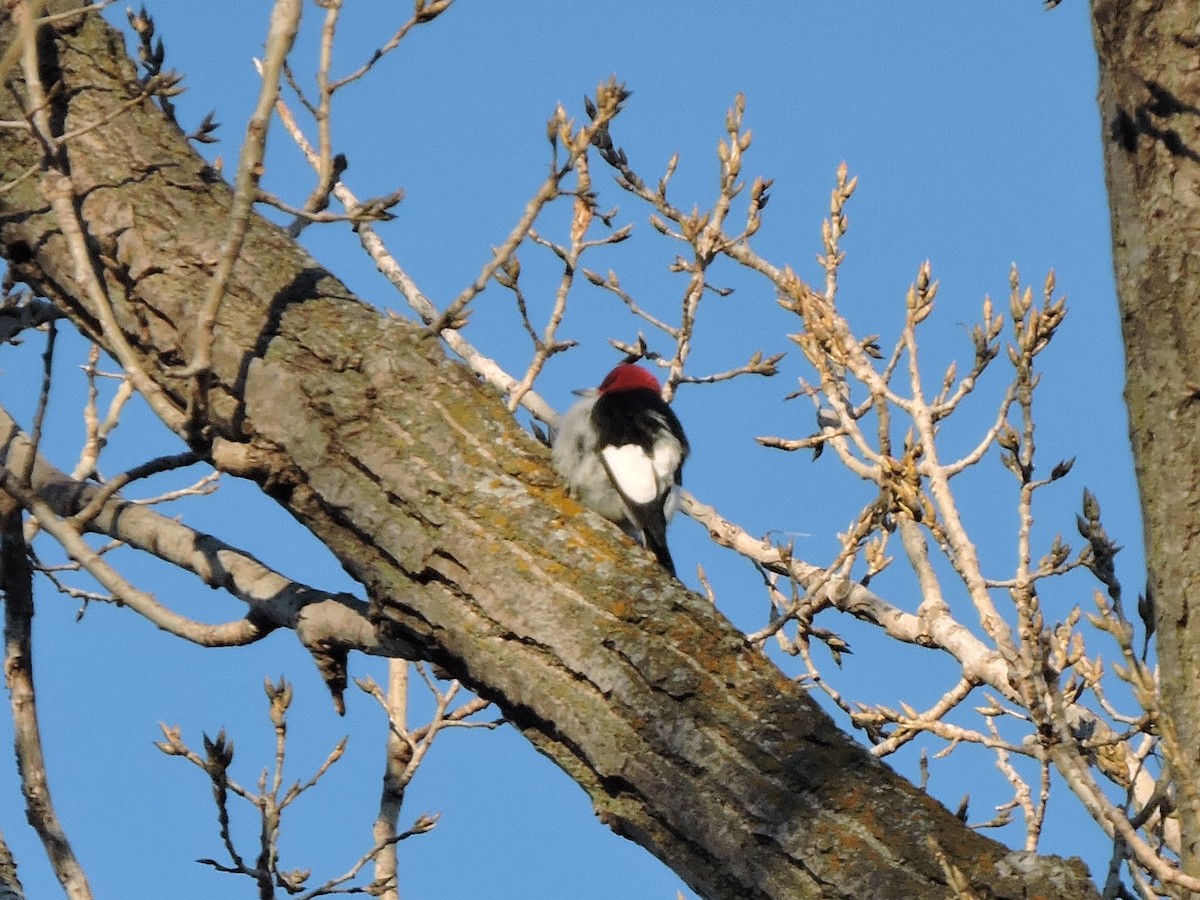 Red-headed Woodpecker - ML132937311