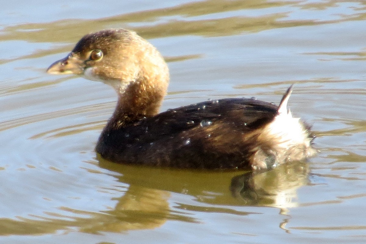 Pied-billed Grebe - ML132938141