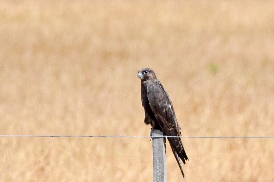 Black Falcon - John Graham