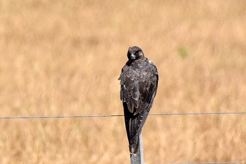 Black Falcon - John Graham