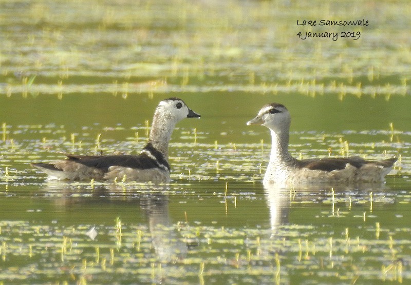 Cotton Pygmy-Goose - ML132940761