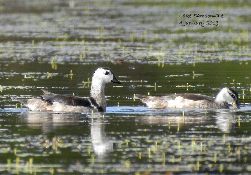 Cotton Pygmy-Goose - ML132940781