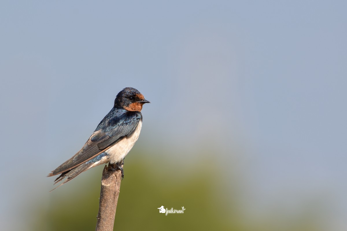 Barn Swallow - ML132941901