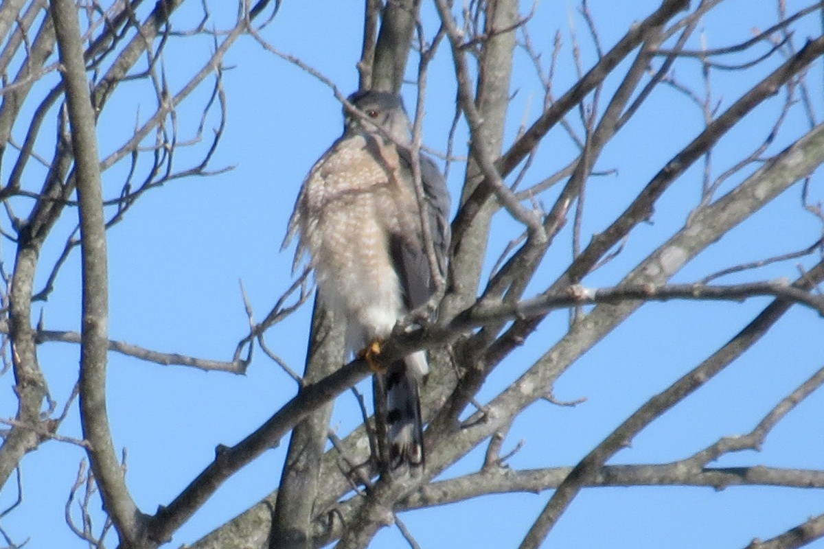 Sharp-shinned/Cooper's Hawk - Stefan Gleissberg