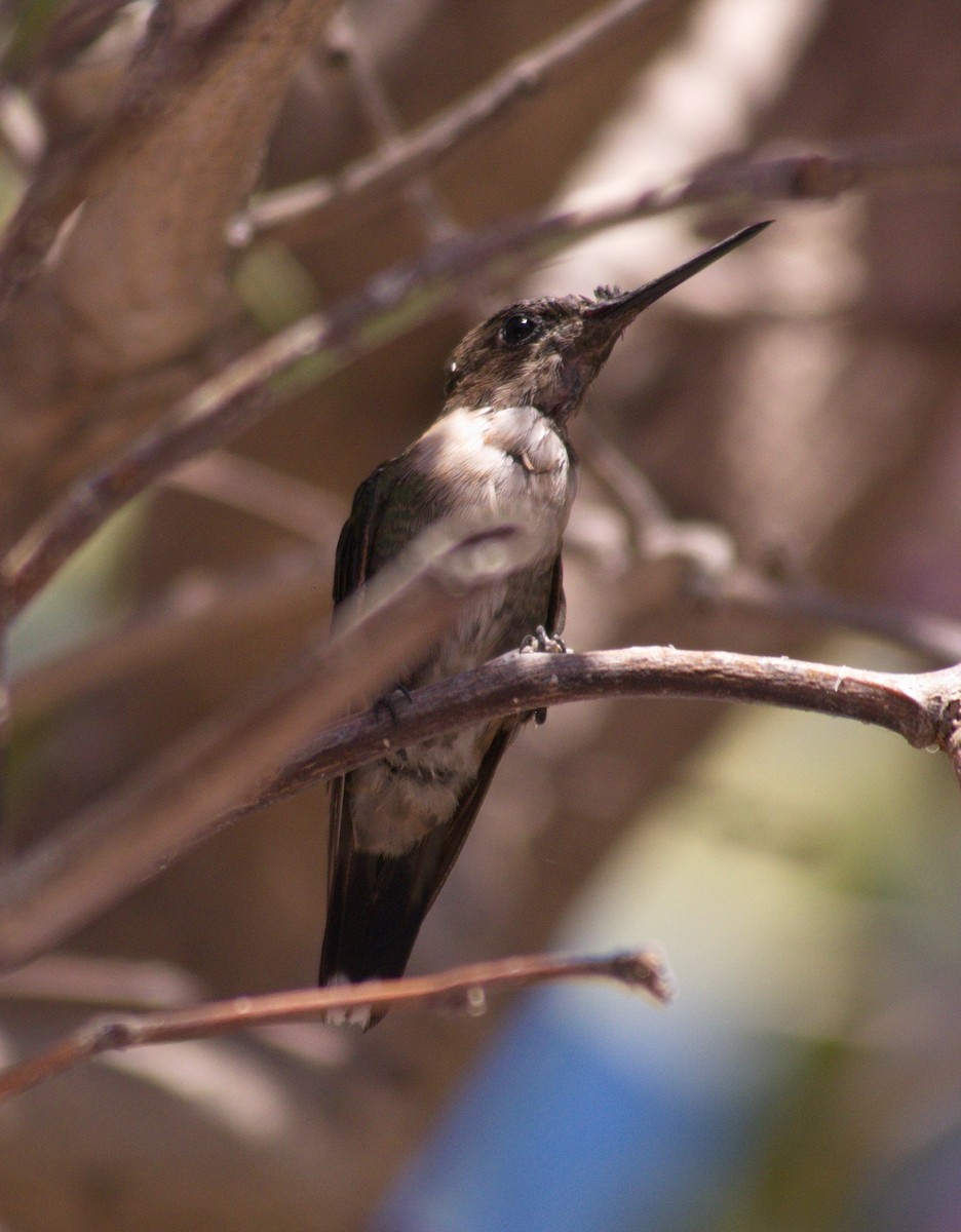 Black-chinned Hummingbird - ML132942851