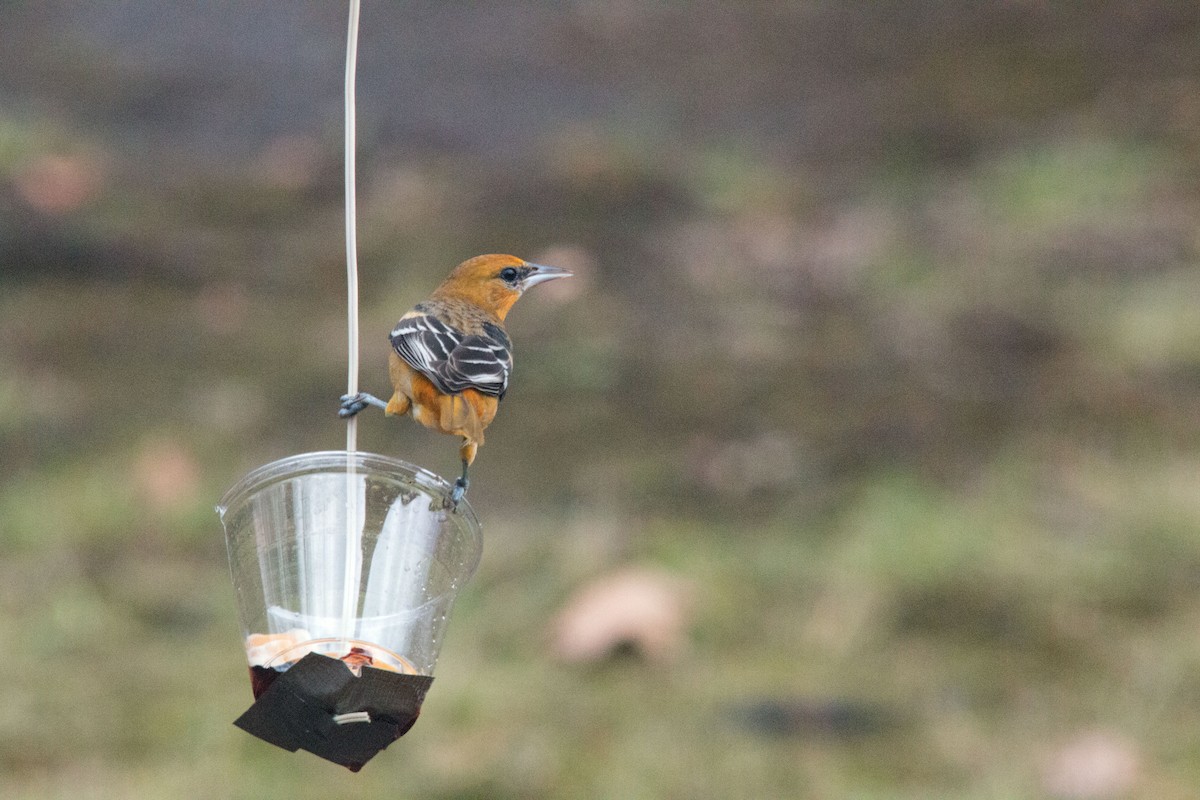 Baltimore Oriole - ML132944671