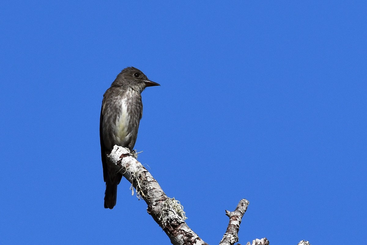 Olive-sided Flycatcher - ML132944781