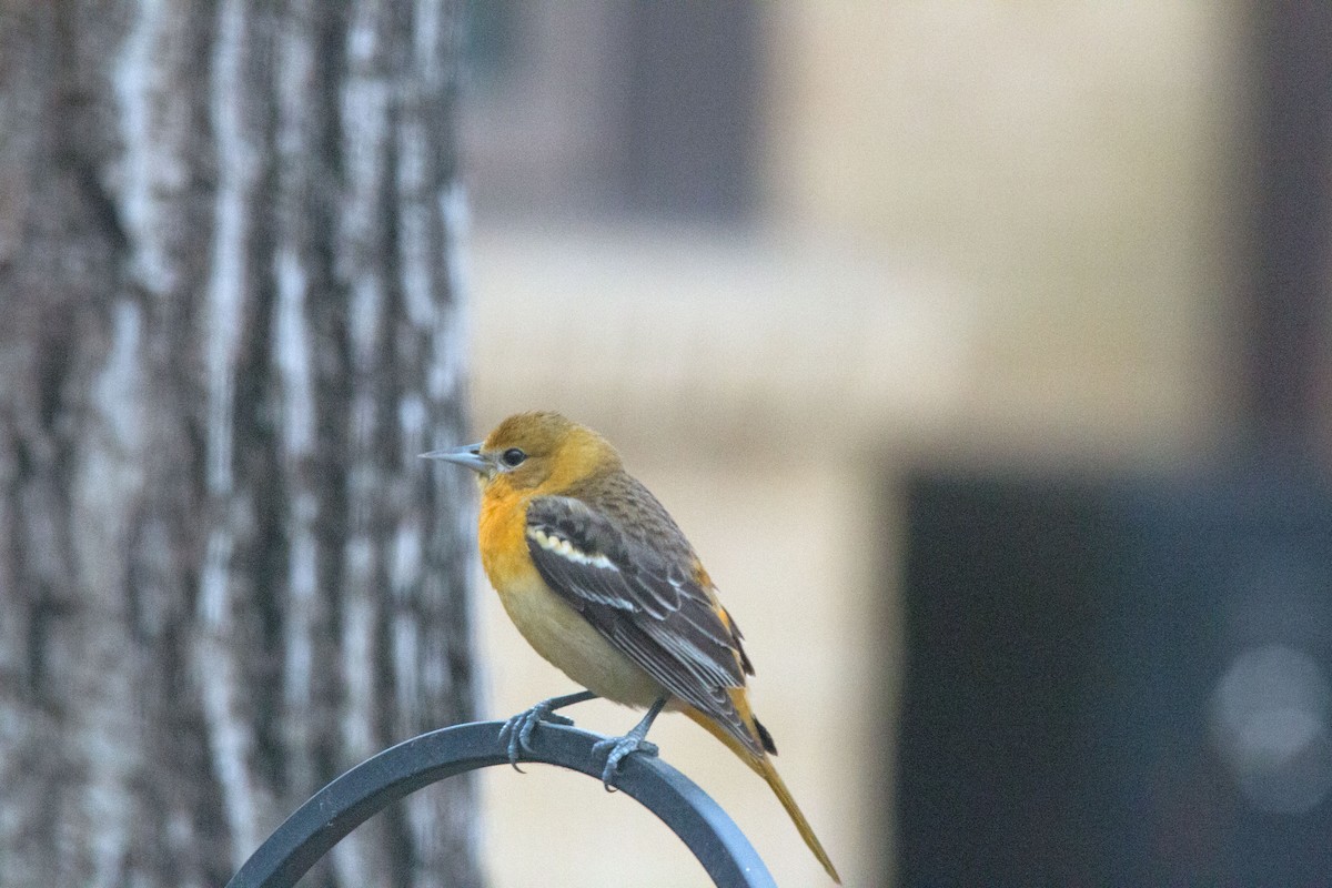 Baltimore Oriole - ML132945141