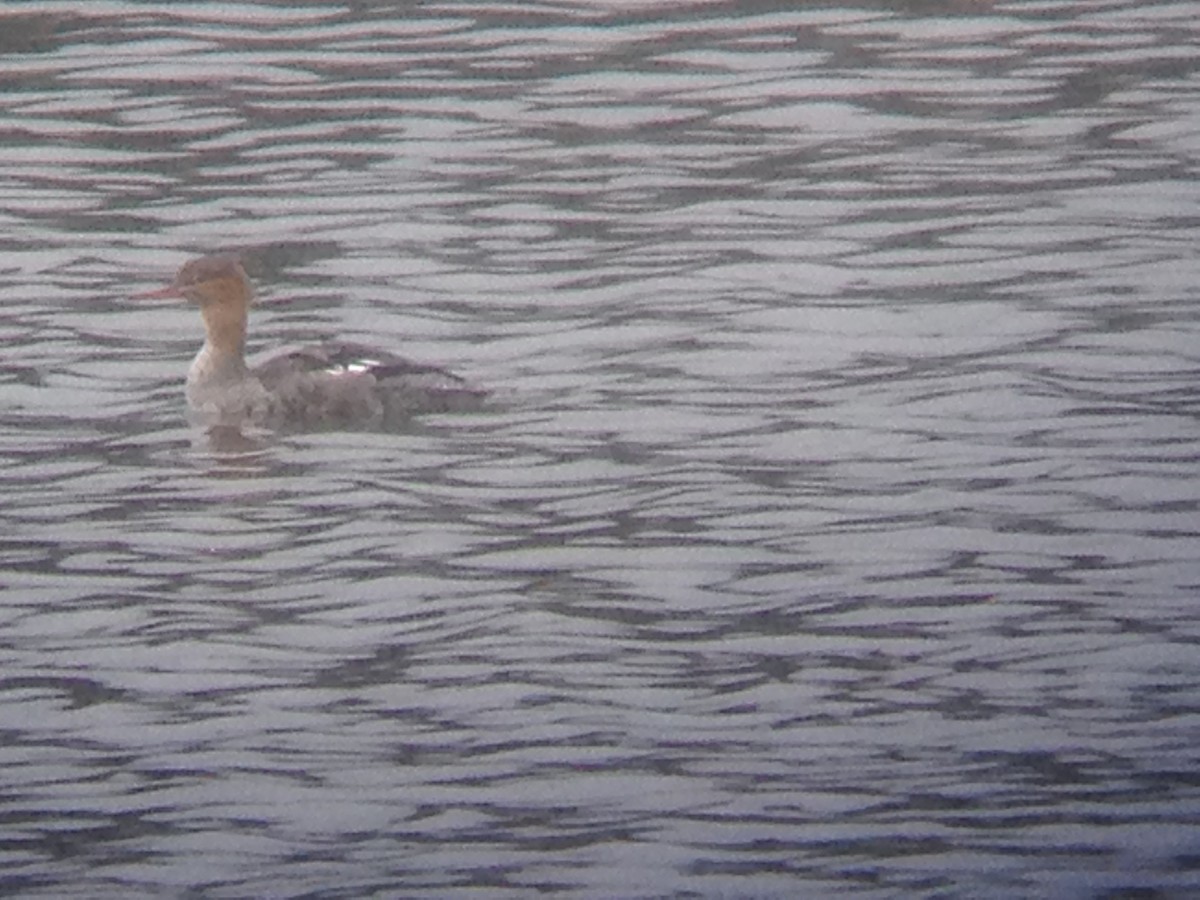 Red-breasted Merganser - ML132945781