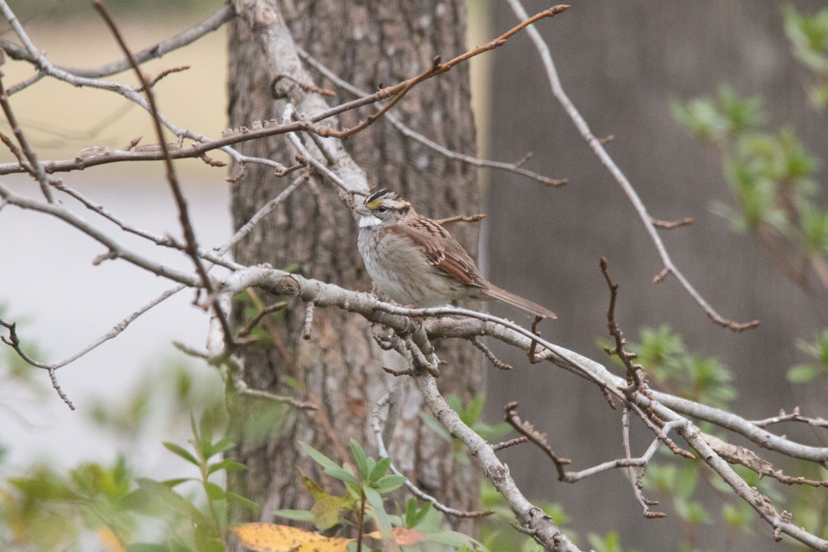 White-throated Sparrow - ML132946451
