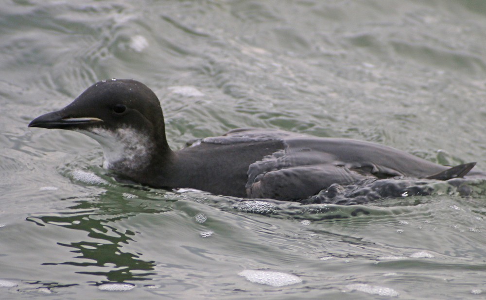 Thick-billed Murre - ML132949531