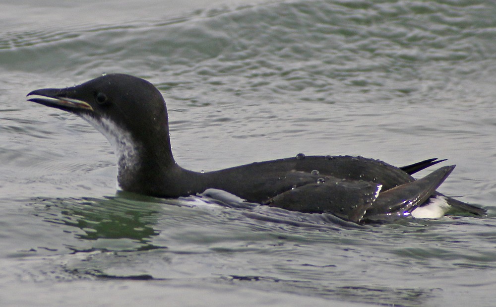 Thick-billed Murre - ML132949551