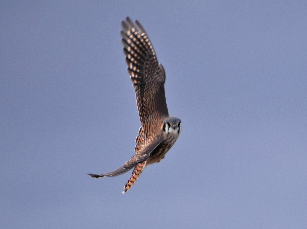 American Kestrel - ML132949561