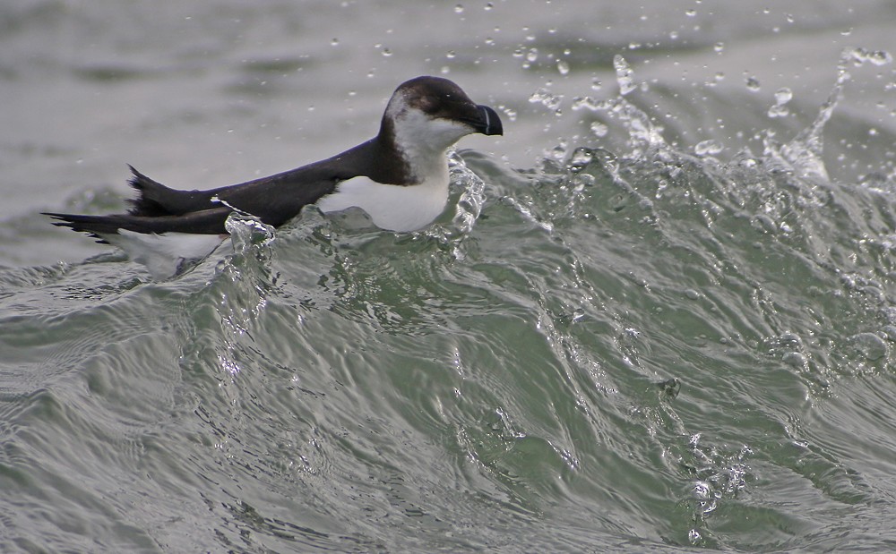 Razorbill - Corey Finger