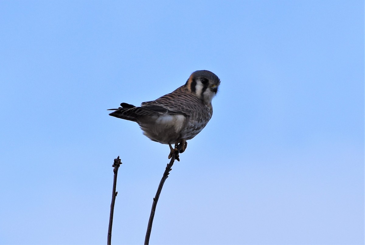 American Kestrel - ML132950241
