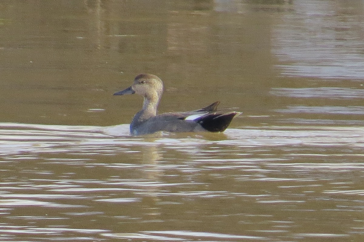 Gadwall - ML132950281